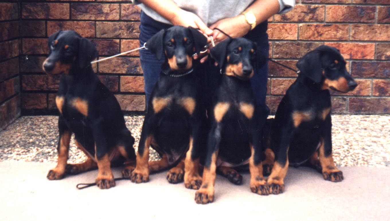 Kaiser, Ebony, Fay & Ziggy 1996